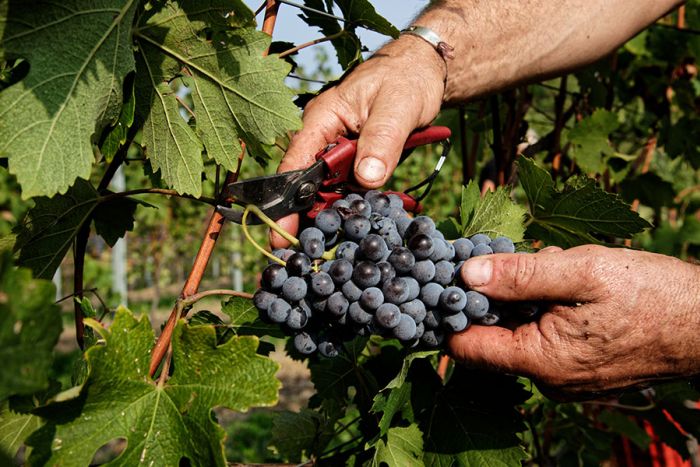 Nebbiolo